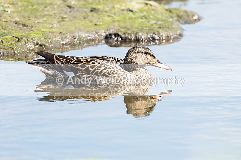 20140517-3K8A1368 - Gadwall