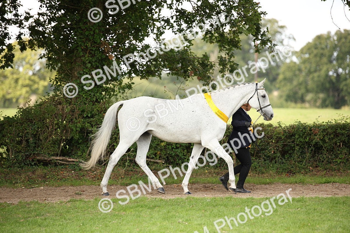 SBM_62946 - In Hand Horse Supreme Championship