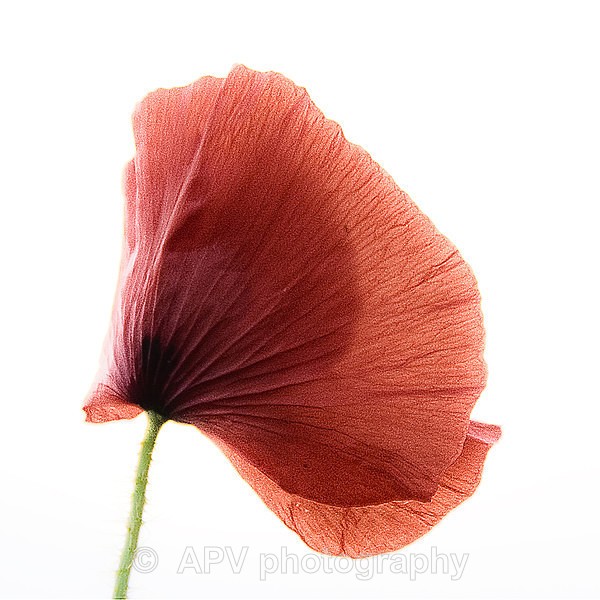 Single Poppy - Square Cards