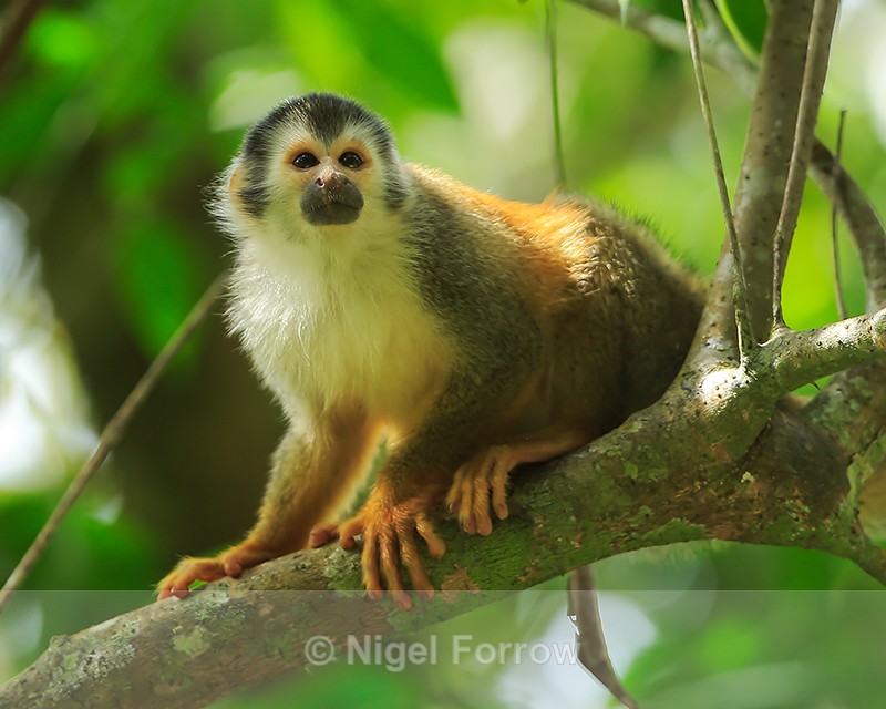 Squirrel Monkey close, Manuel Antonio, Costa Rica - Monkey