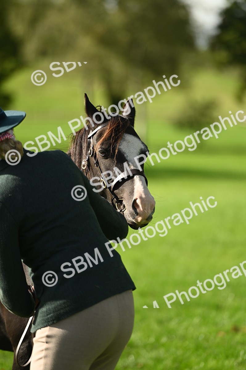 SBM_15930 - S1 - TSR in Hand Horse & Pony Showing