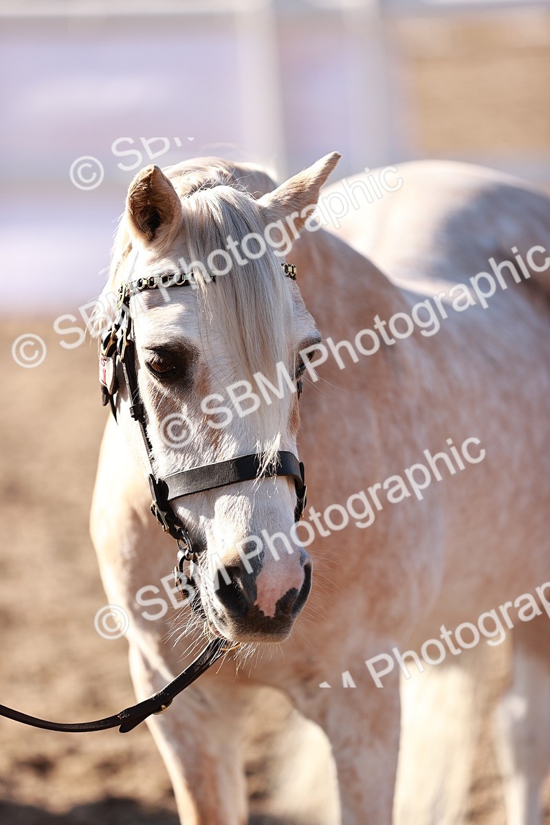 SBM_11425 - Class 402 - IH  Veteran pony