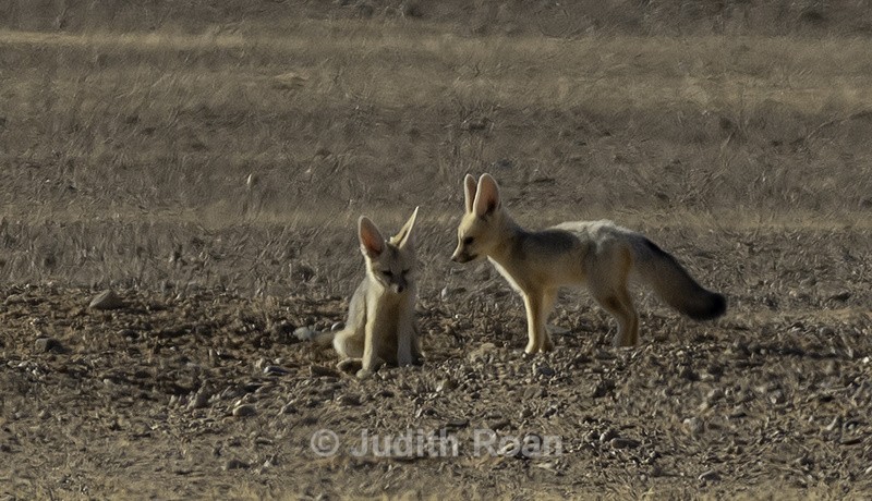 Bat-eared Fox - Namibia 2022