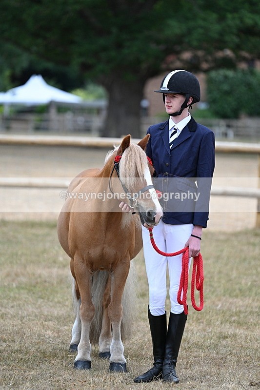 WJ7_9648 - Class 5 Most Handsome Gelding (up to 14.2hh)
