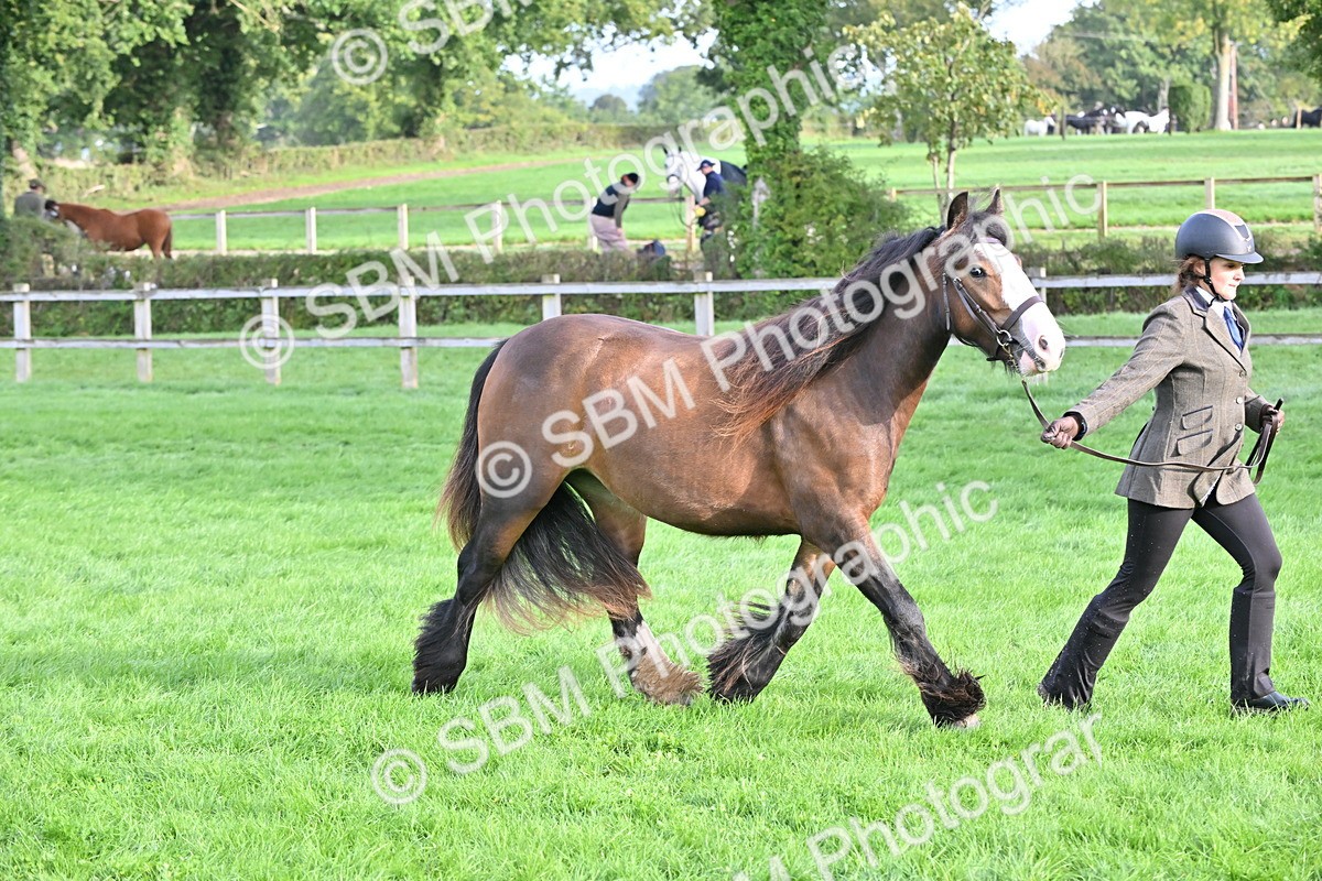 SBM_55368 - S44 - Youngstock In Hand