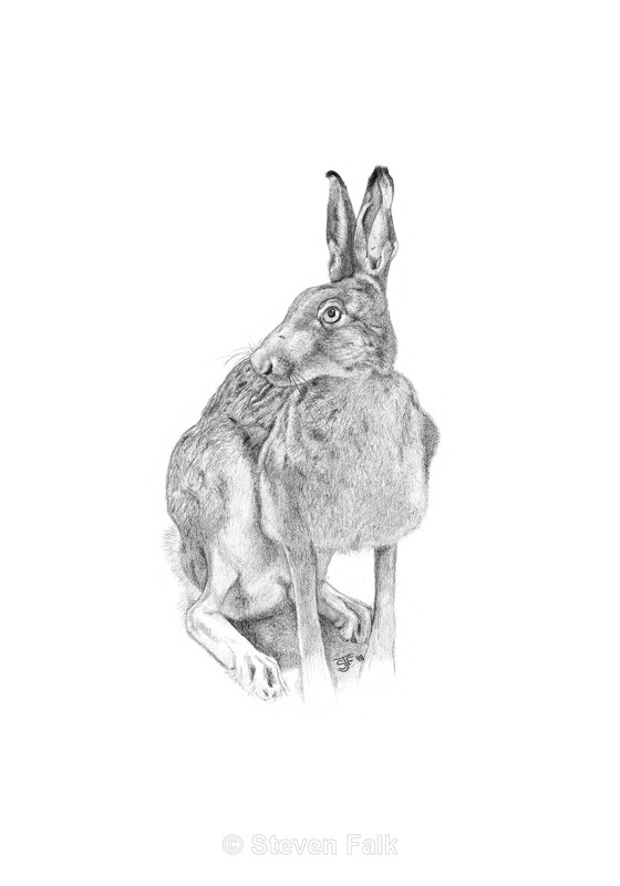 Brown Hare - Birds and Mammals