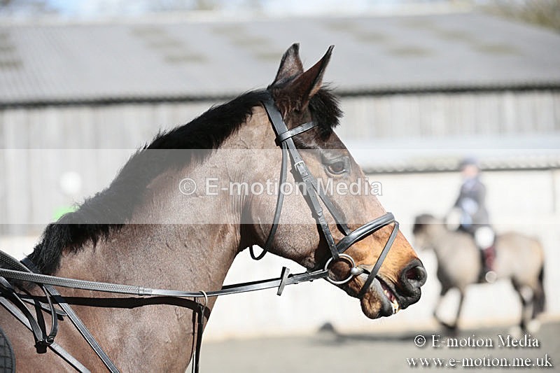 BVRC SJ 170319 164 - Bourne Valley Riding Club Showjumping 17/03/19
