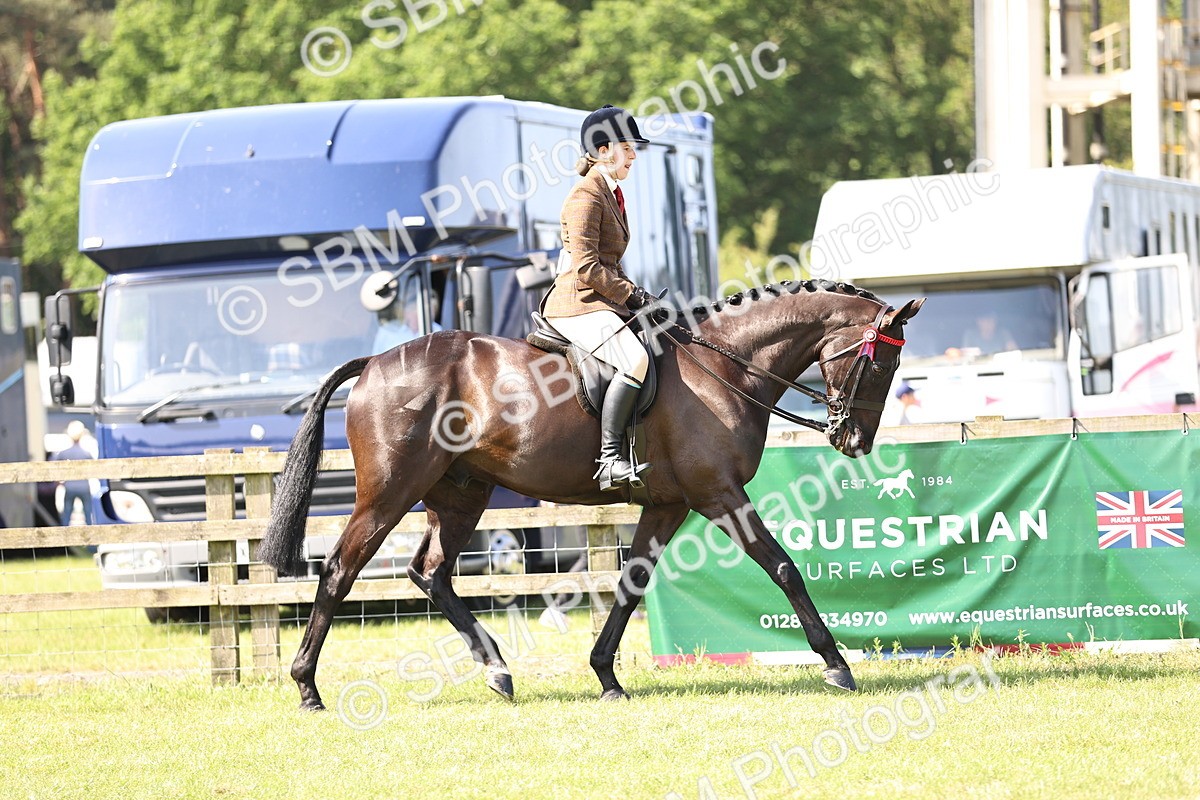 SBM_12967 - Class 75-76 LIHS BSHA Rising Star Hack Riding Horse