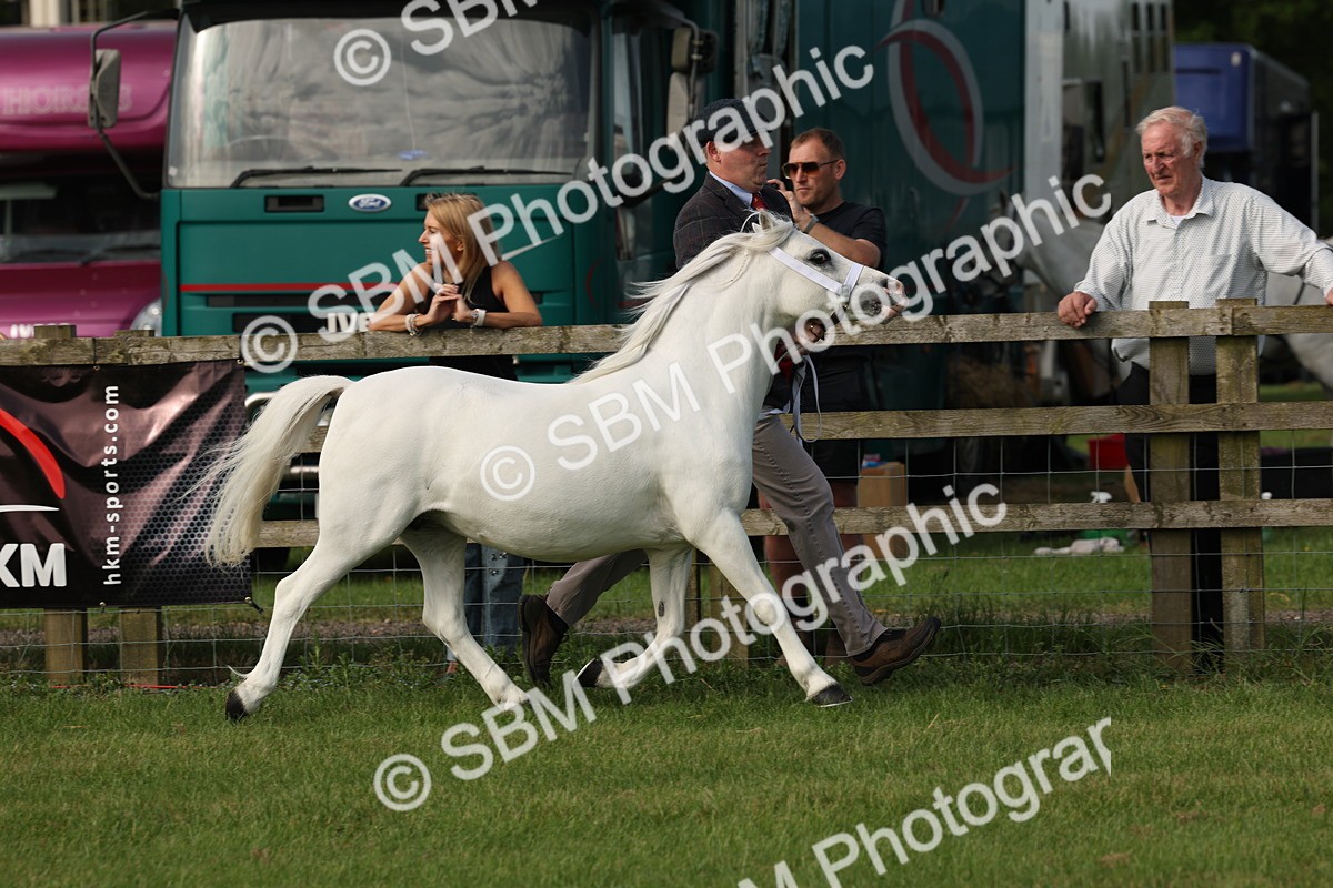 SBM_00600 - Class 6-13 - Mountatin and Moorland In Hand Welsh Breeds