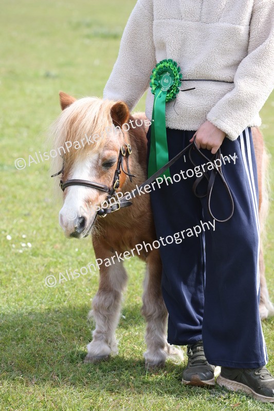 20260426-3225 - Class 26 - Shetland Ponies and Minitures