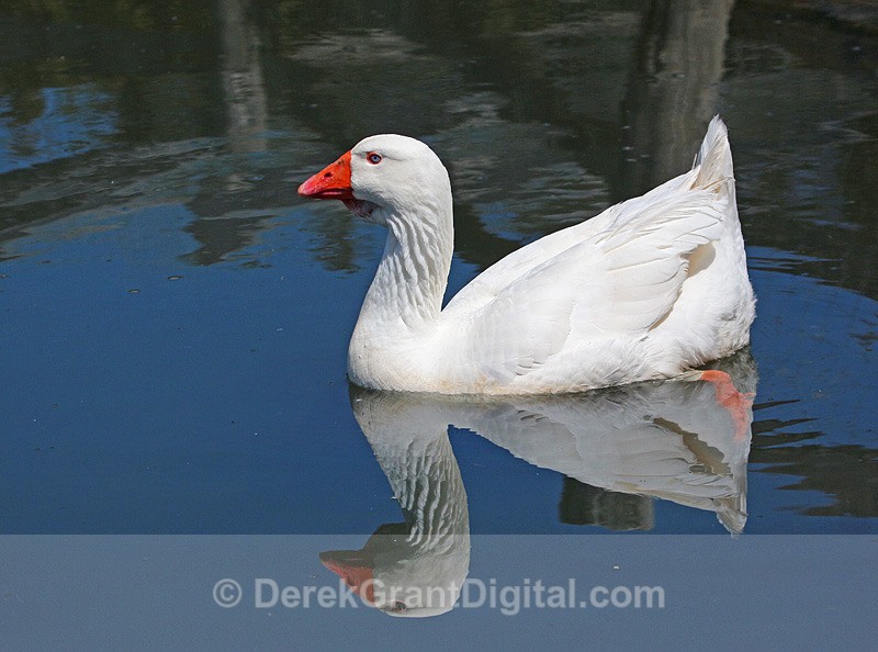 Emden Goose - Birds of Atlantic Canada