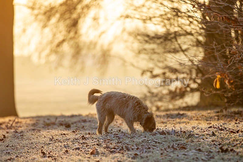 2KJS1196 - Dogs in Abington Park