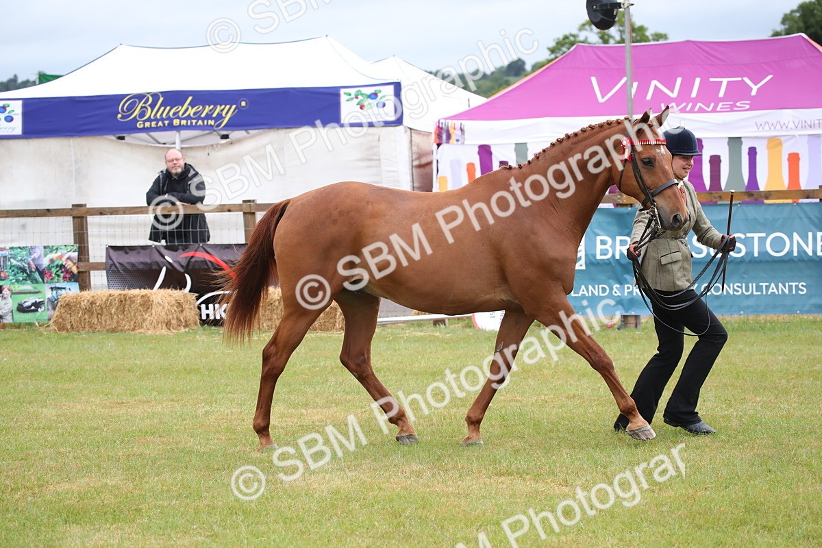 SBM_00176 - Class 17-20 - Arab & Part Bred - Anglo Arab In Hand