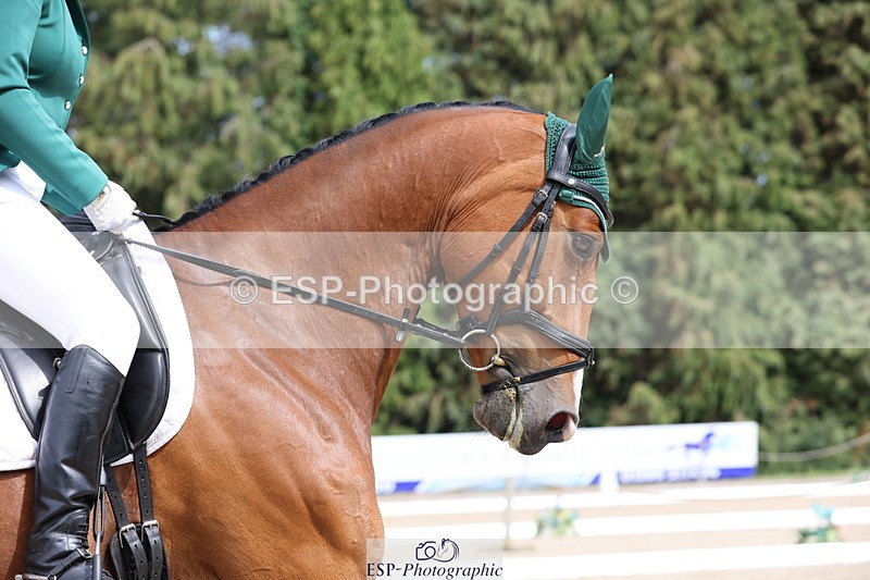 250718A-153107-02594 - 152-Tracy.OKennedy-Wylye.Harlequin