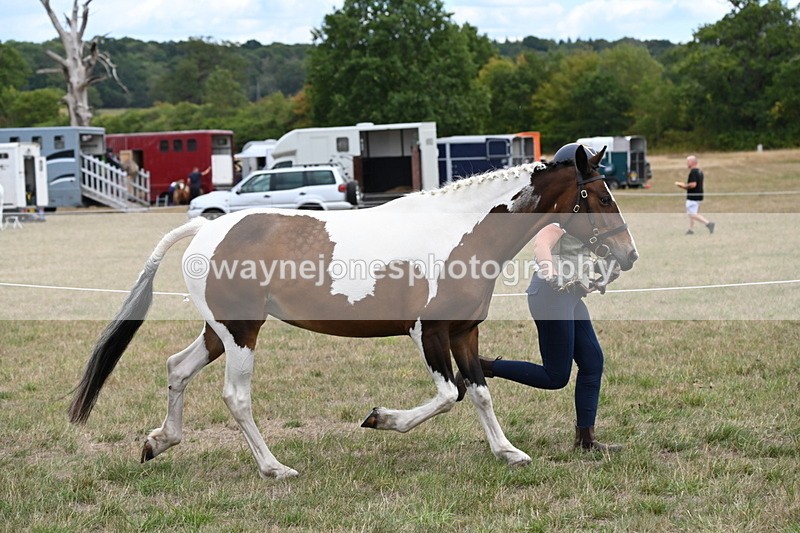 WJ6_5301 - Class 18 In-hand Coloured