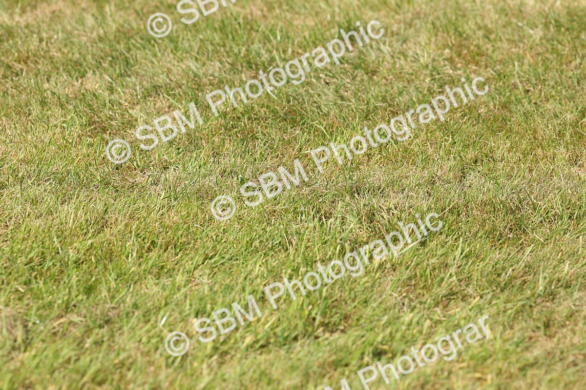 SBM_02316 - Class 6-13 - Mountatin and Moorland In Hand Welsh Breeds