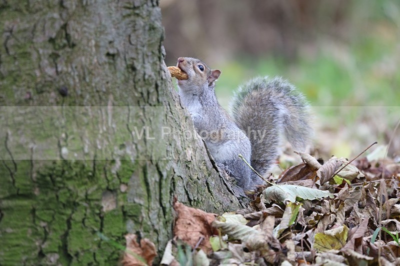 Squirrel - Animals and Birds