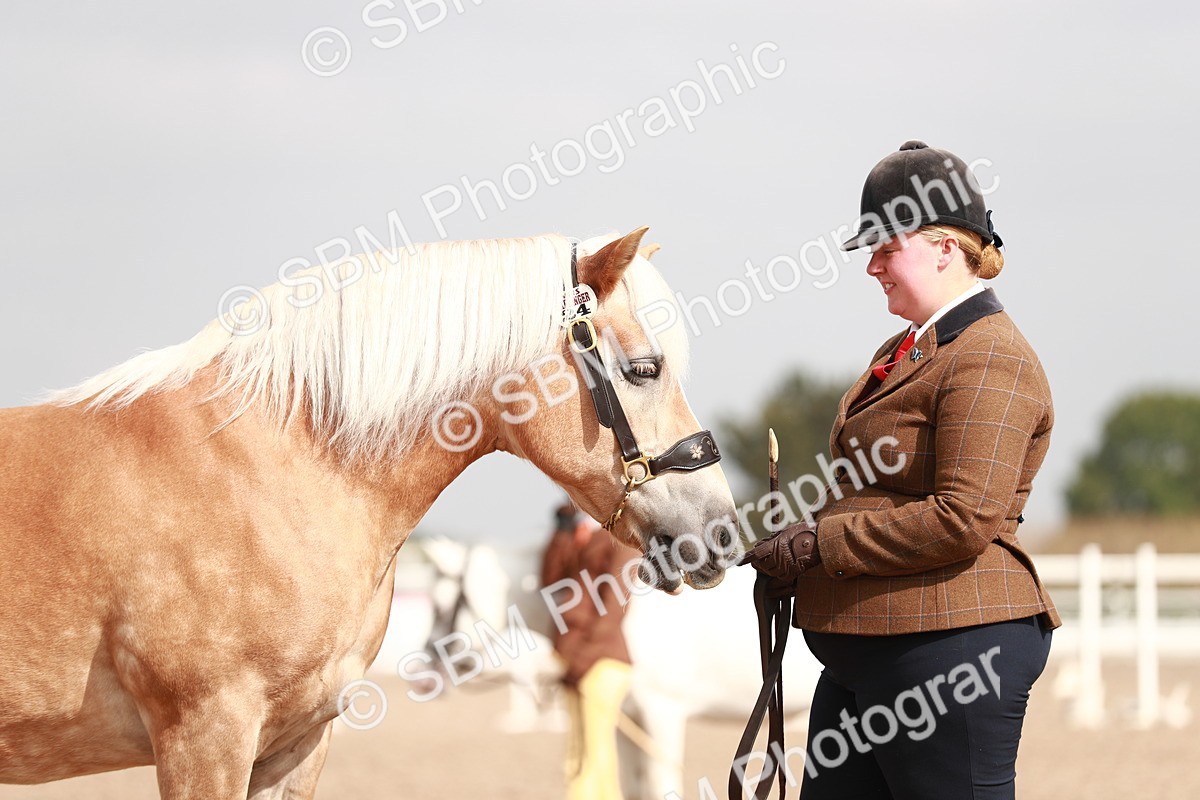SBM_11857 - Class 206 IH Non Show Type Pony