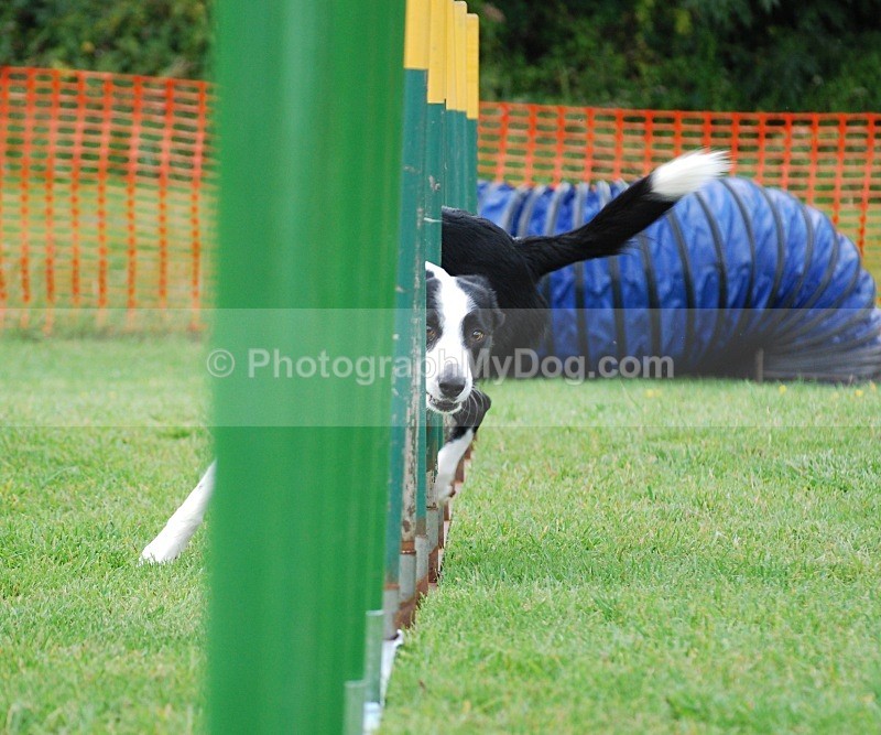  - Border Collies
