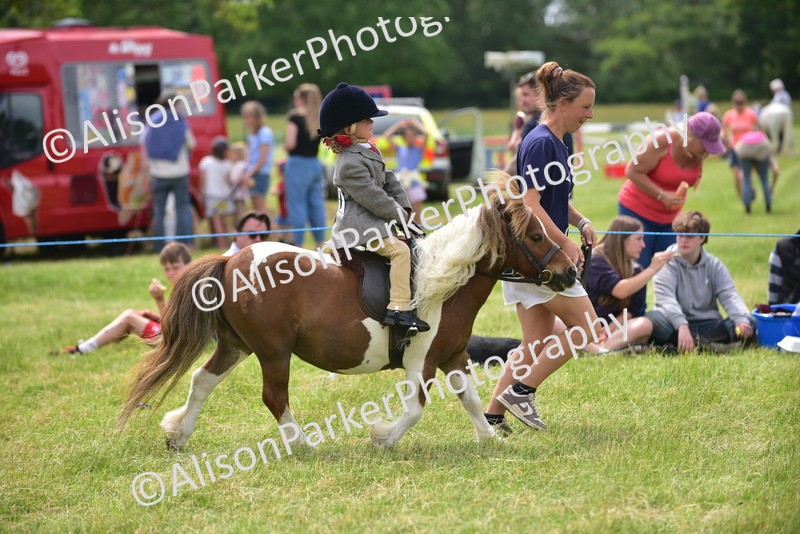 20260614-3987 - Class 16 - Handsome Gelding