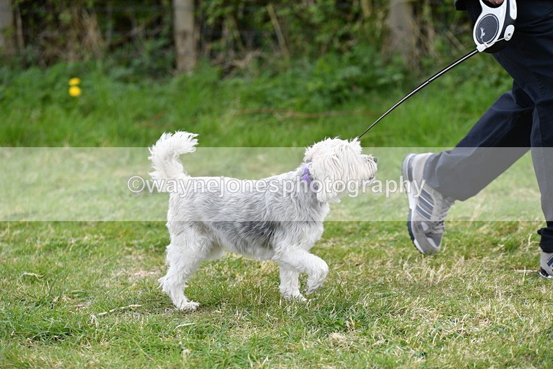 WJ5_0035 - Class 5 Best Veteran / 7 years & over