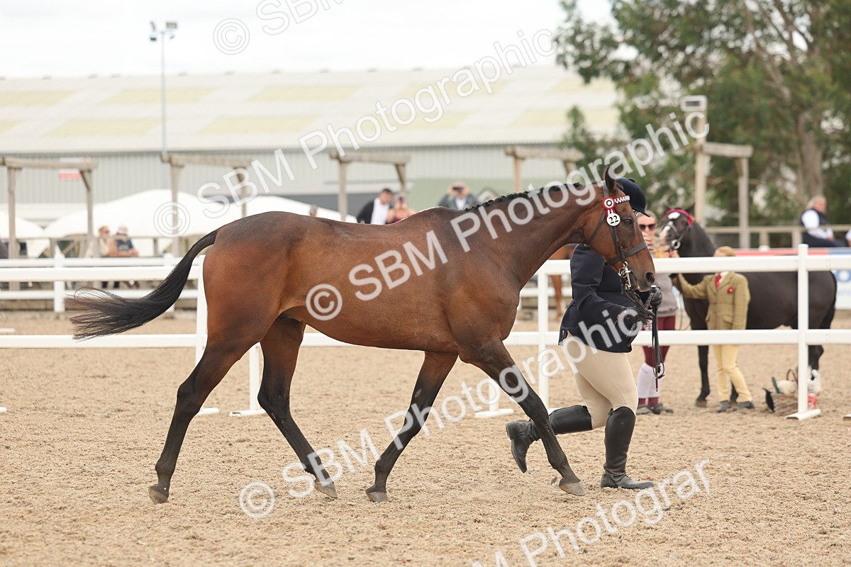 SBM_17067 - Class 313 - IH Retired Racehorse