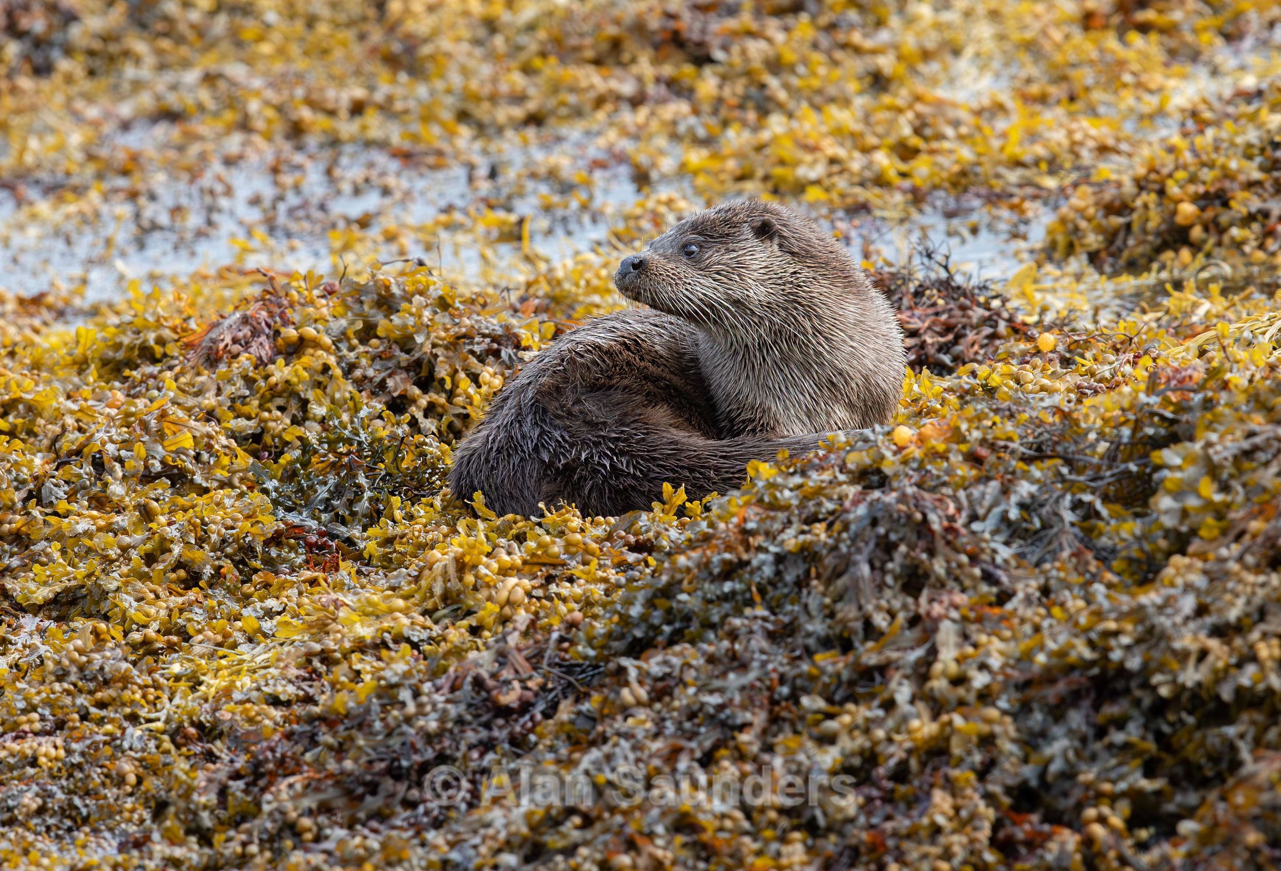 Eurasian Otter 46