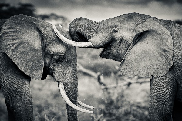 African Elephant, Chyulu Hills, Kenya