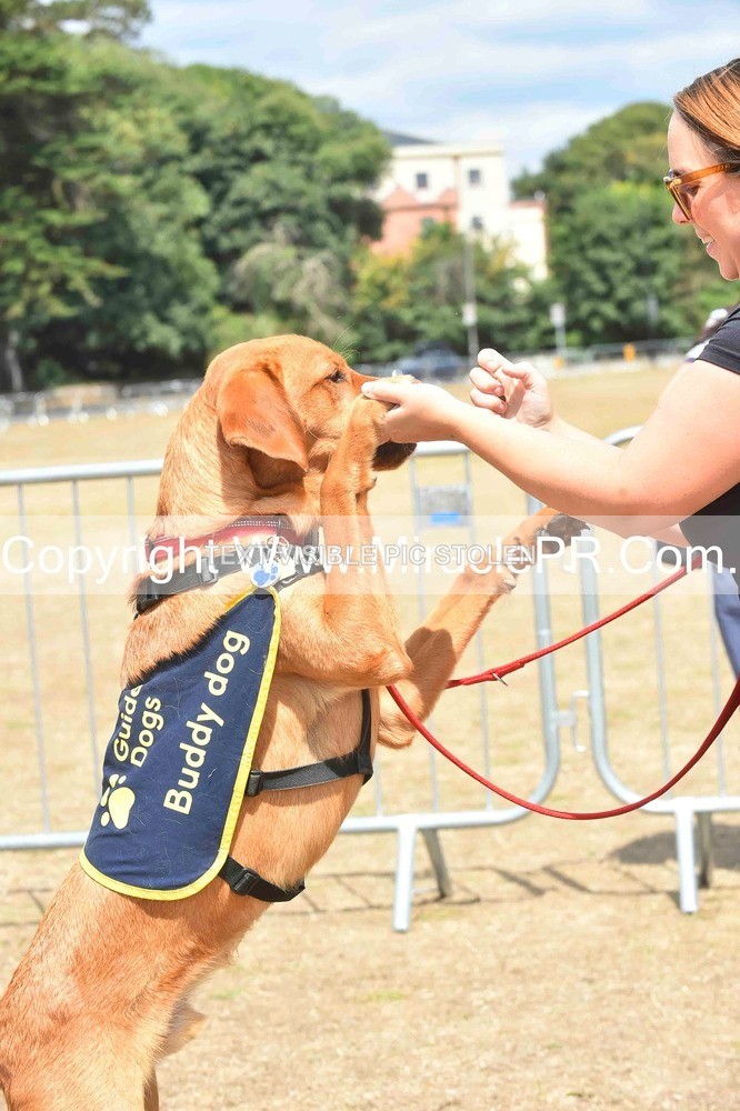 SH4_0229 - Dog show.