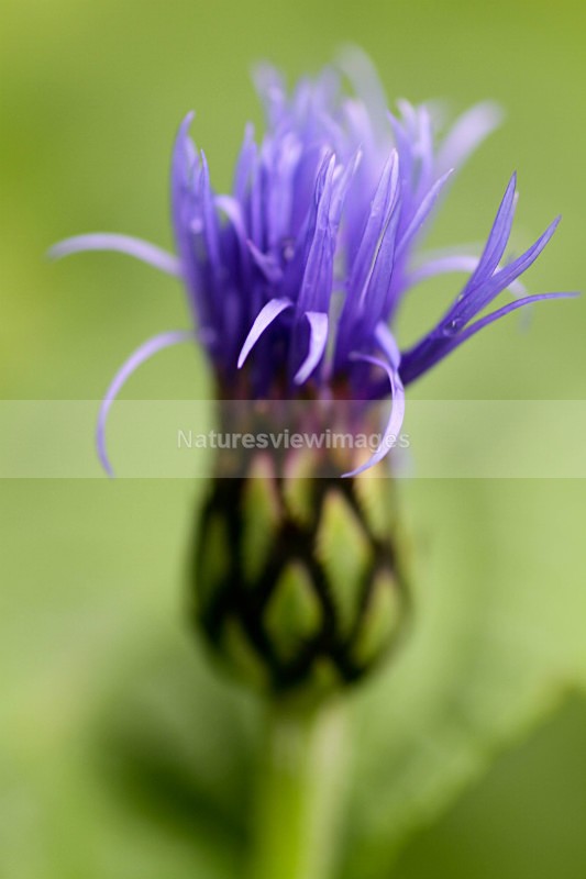  - Flora