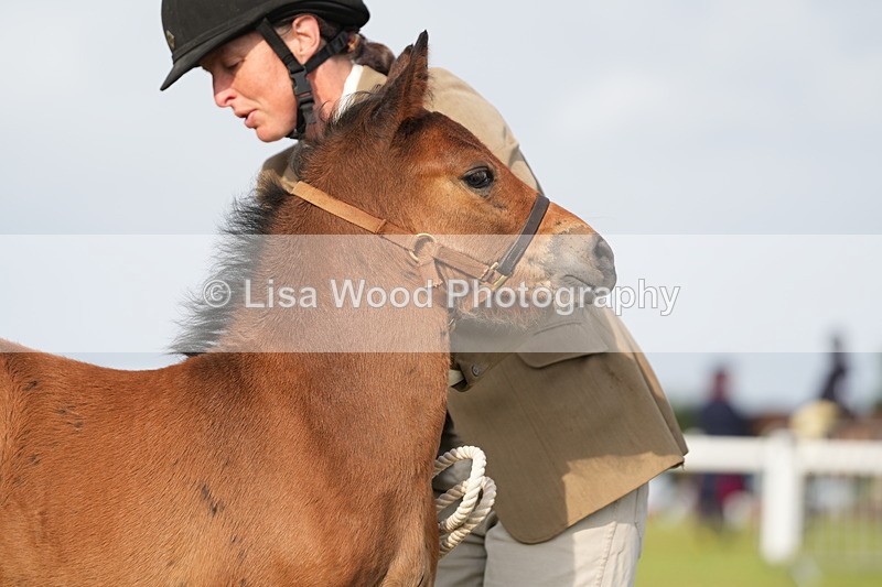 DSC04452 - Classes 44 & 45: NPS M&M Brood Mare and Foal