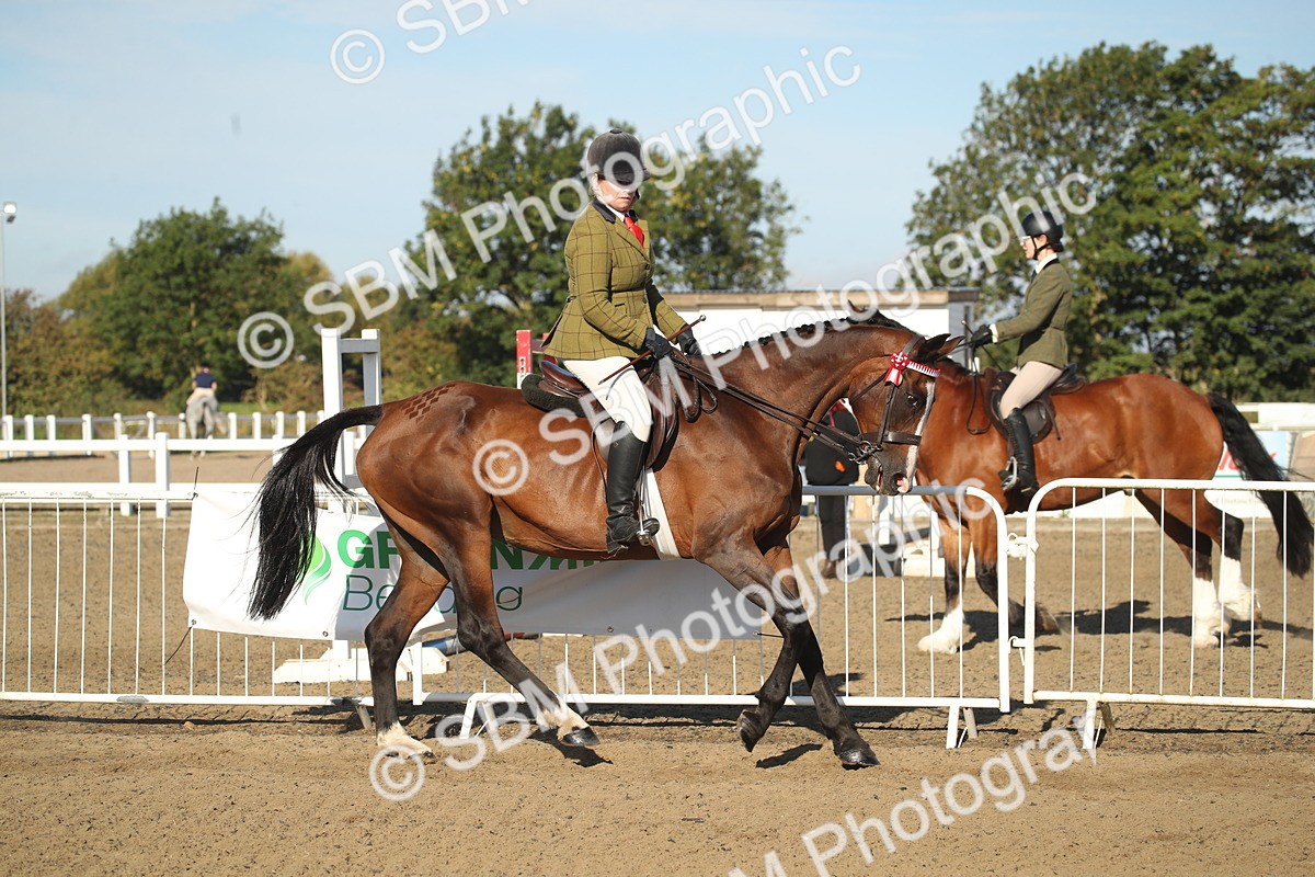 SBM_11293 - Class 501 -Riding Club Pony