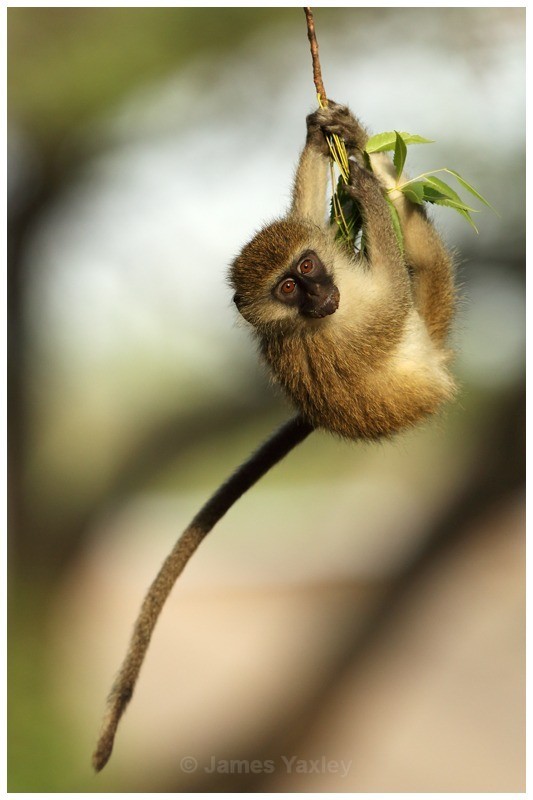 King of the Swingers - Kenyan Safari 2013