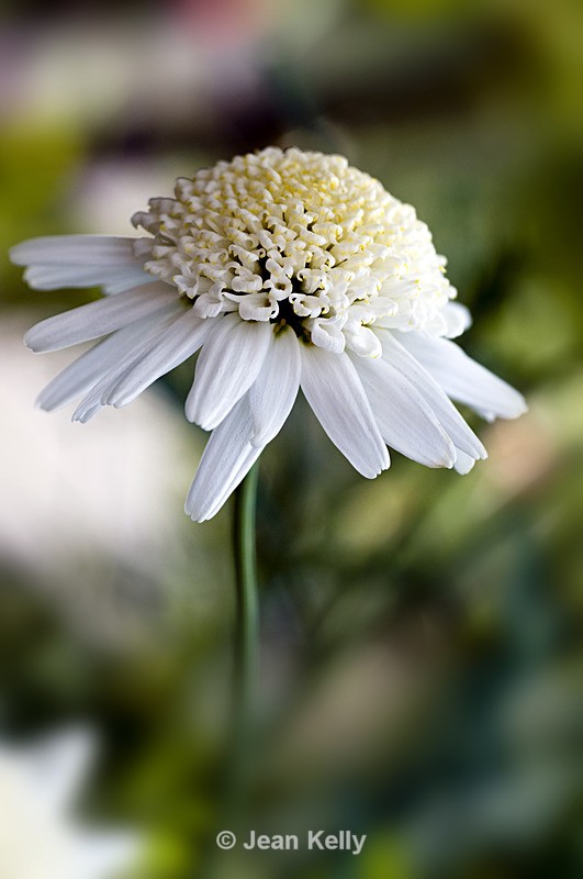 Flower - 3070 - White