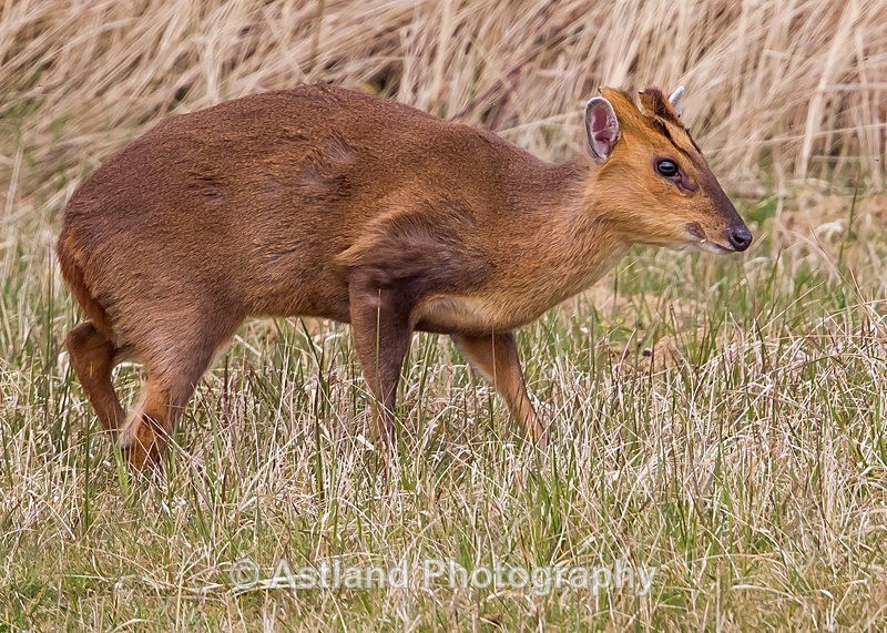 Astland Photography, Bird and Wildlife Images, Susan and Peter Wilson, U.K.