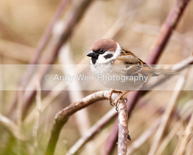 20110123-IMG_0415 - Tree Sparrow