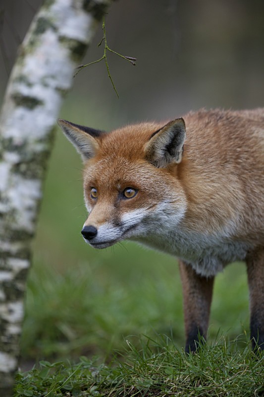RED FOX REF RF2/9 - RED FOX PORTFOLIO No 2