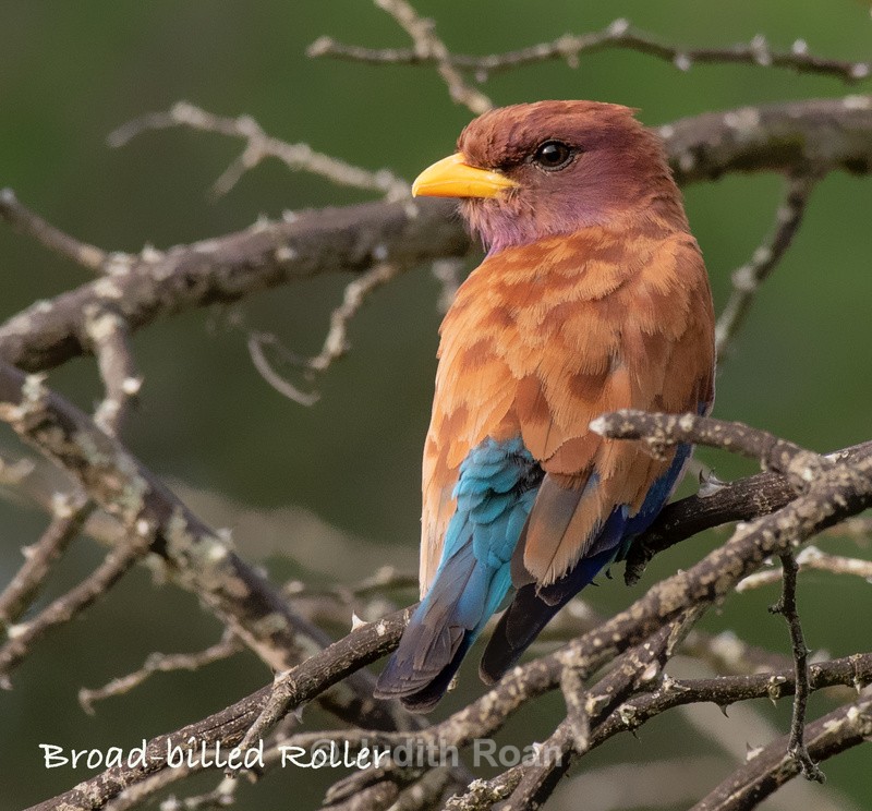  - South Africa Birds and Mammals
