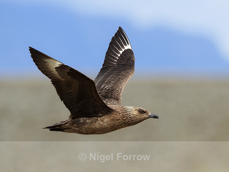 Great Skua flying, wings up, Iceland - Great Skua