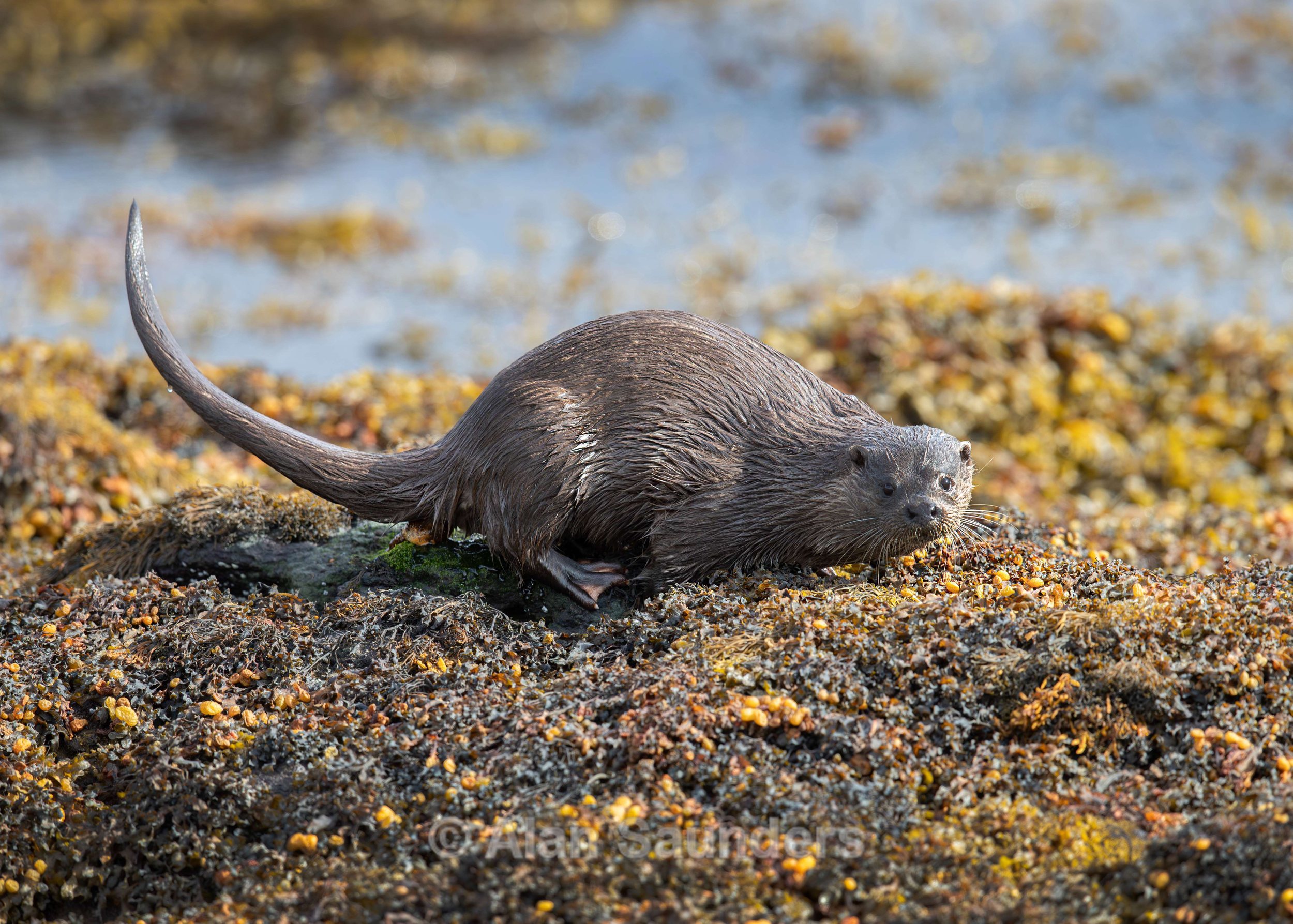 Eurasian Otter 24