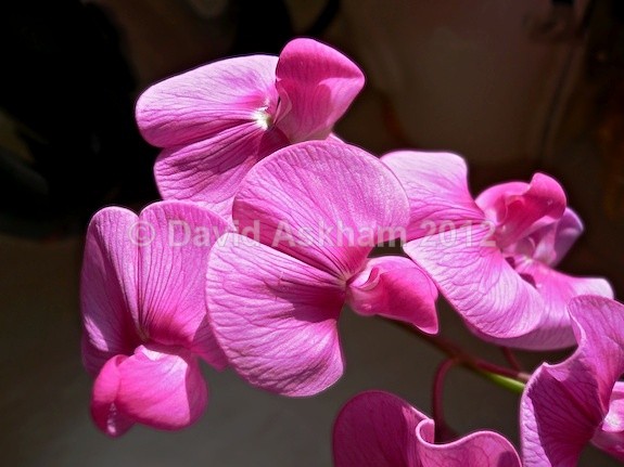 Sweet pea - Gardens & plants