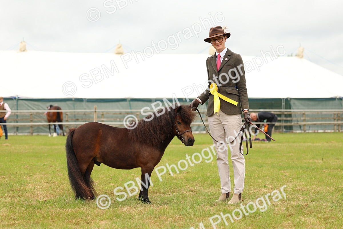 SBM_04500 - Class 64-67 - Shetland Pony In Hand