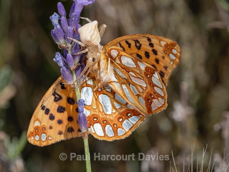 Crab spider (Thmoisus onustus) with its prey, a Queen of Spain Fritillary (Issonia lathoria) - Ten Metres from Home 1. (2020)