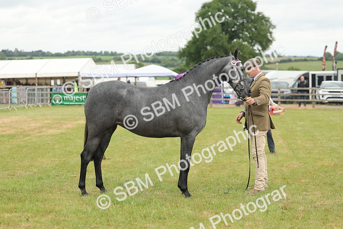 SBM_05484 - Class 68-73 - Riding Pony Breeding