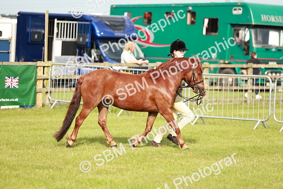 SBM_00443 - Class 14-23 - Mountain & Moorland In Hand Non Welsh