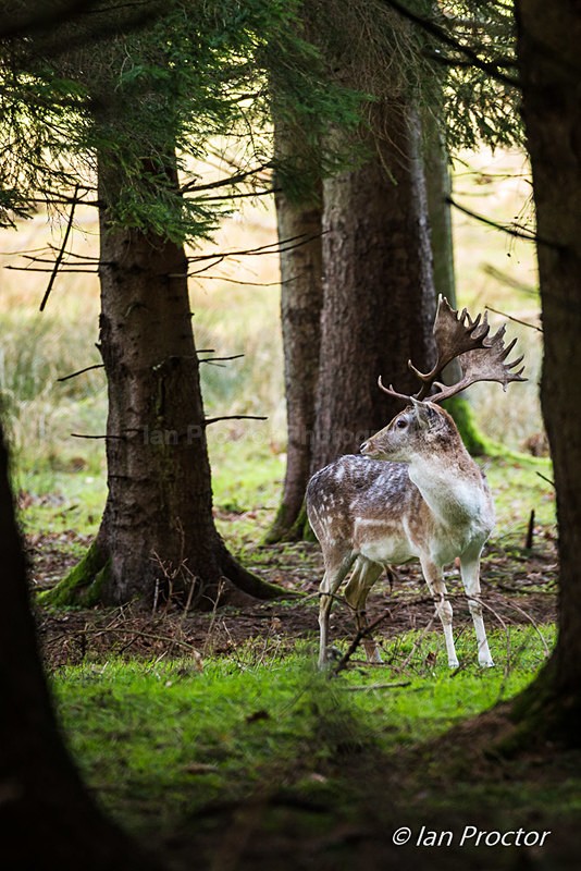 Fallow Deer Framed in Woodland - Nature