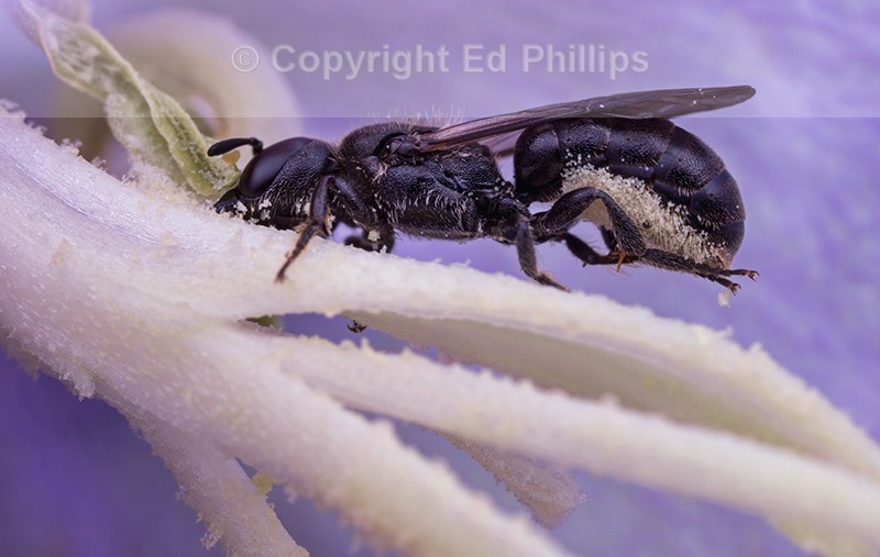 Chelostoma campanularum (f)
