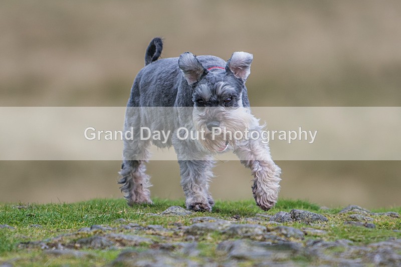 Sedbergh-676 - Sedbergh Hills Fell Race Sunday 18th August 2024