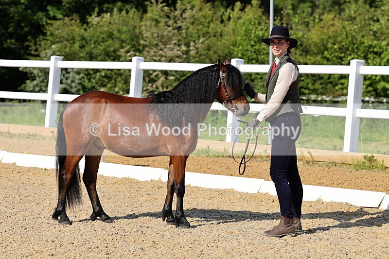 1X9A0638 - Class 3: Youngstock 1, 2, 3 year old not to exceed 153cm