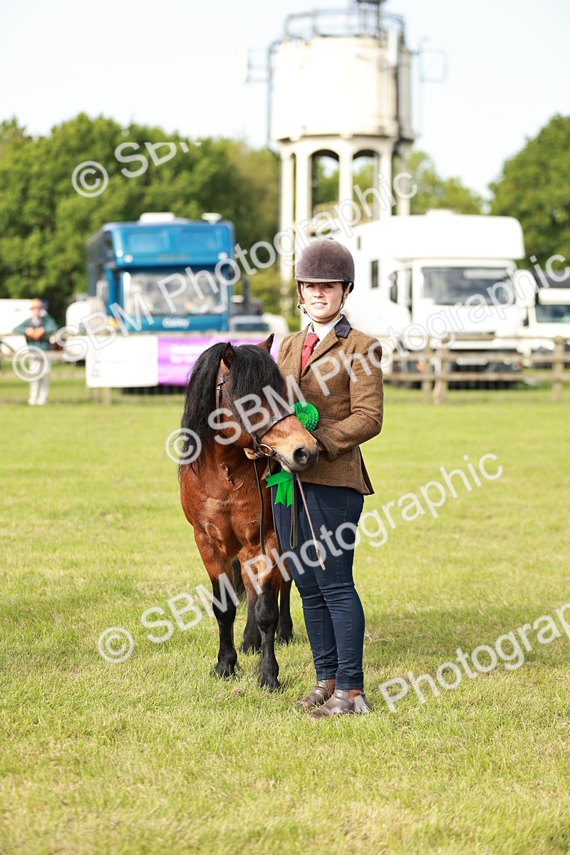 SBM_00560 - Class 14-23 - Mountain & Moorland In Hand Non Welsh